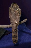 鳳頭蒼鷹藏品圖，第5張